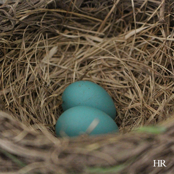 robin's egg - hope's how-to build a robin's shelf