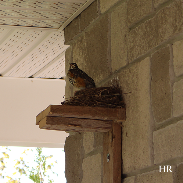 baby robin fledgling in nest