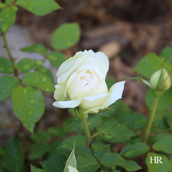roses bolero floribunda rose