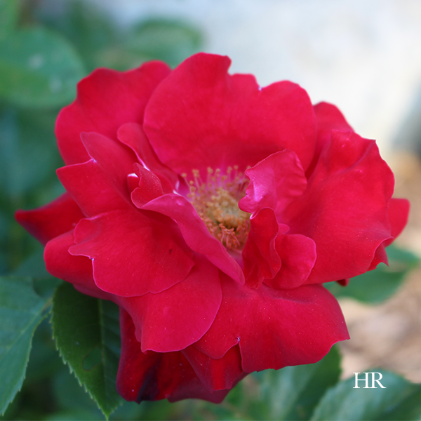red tea roses bloom