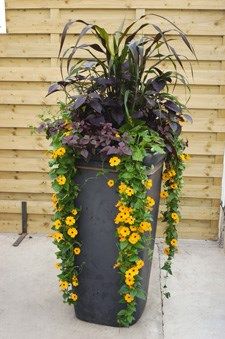 fall container gardening