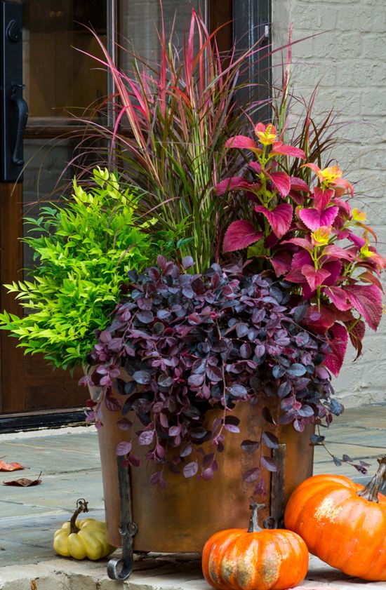 5 Fall Container Gardening Ideas for Your Patio - Hope 