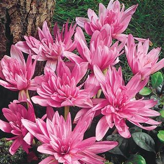 5 fall flowers for your garden colchicum flowers