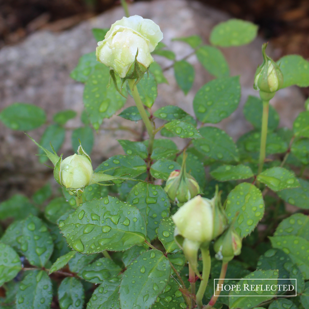 how to cut roses gardening