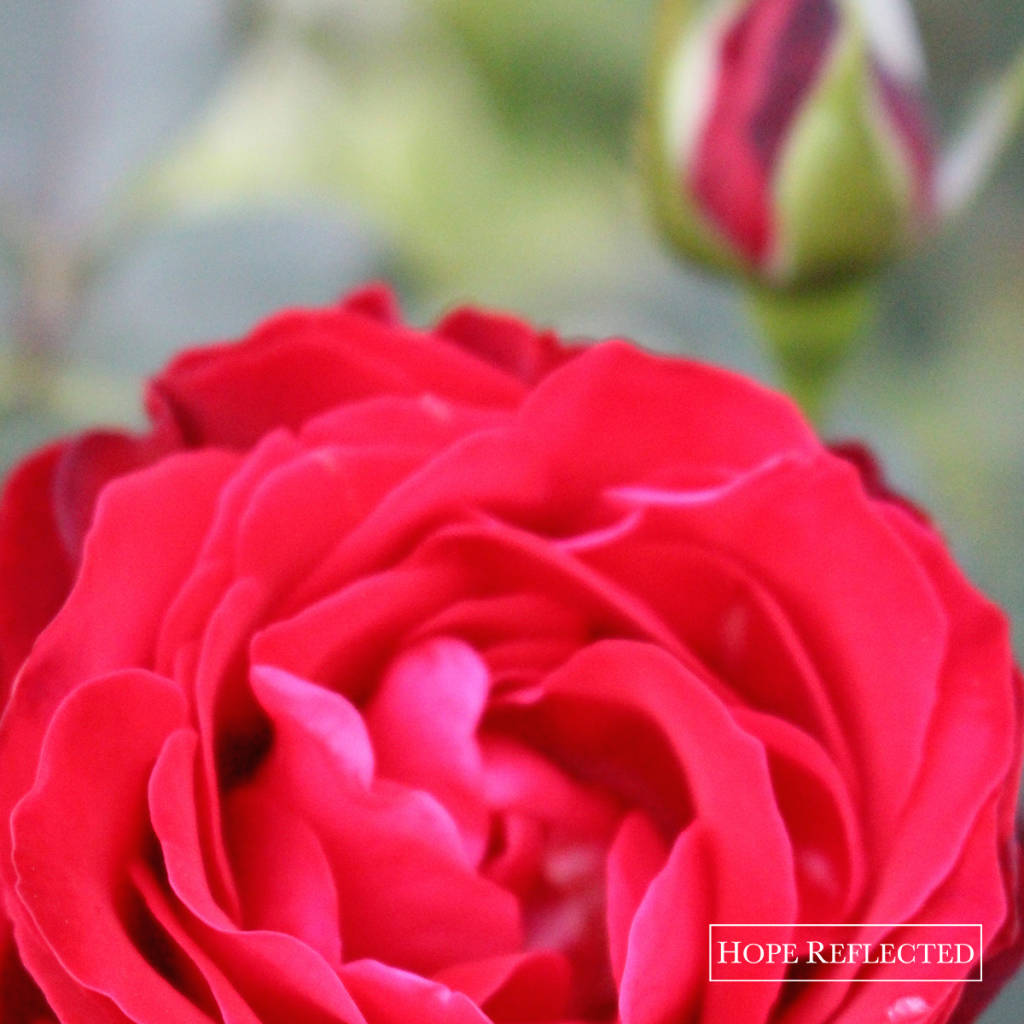 how to cut roses gardening