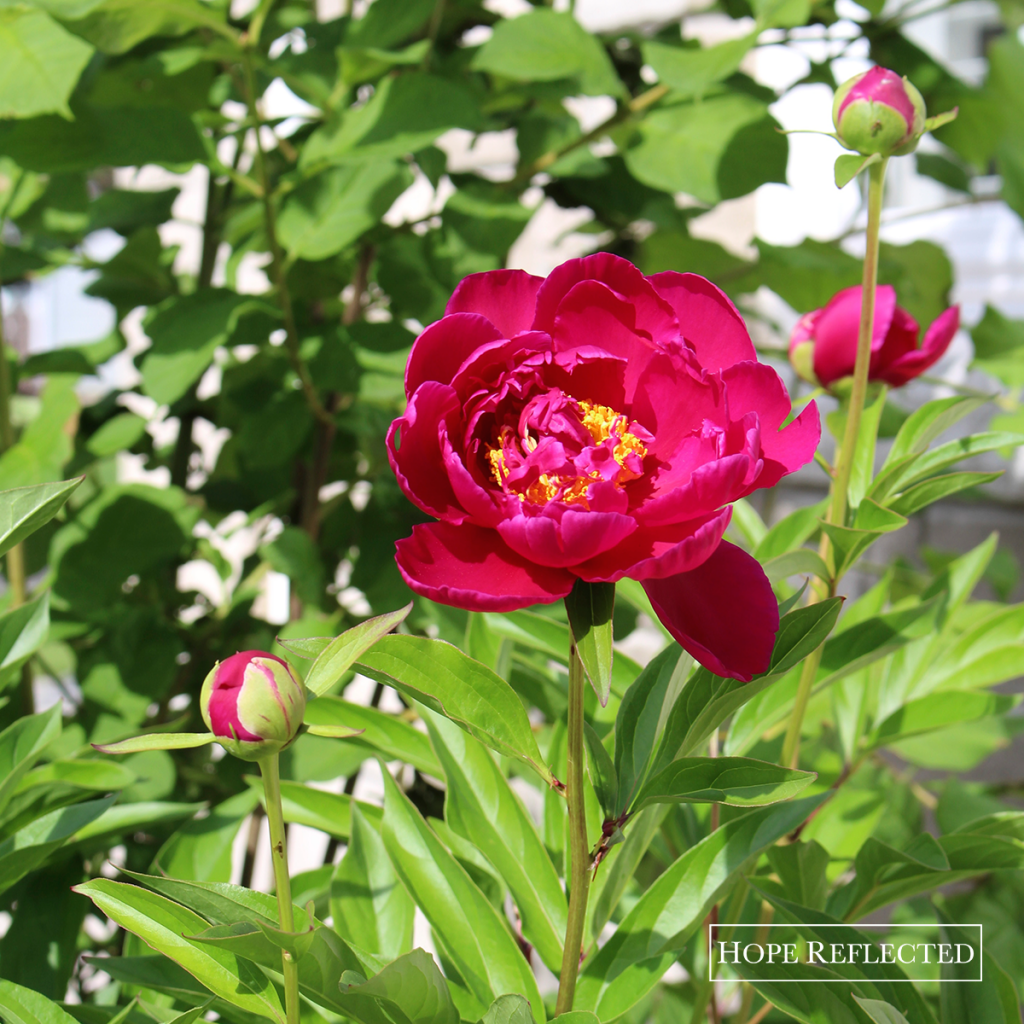 peonies peony plants gardening