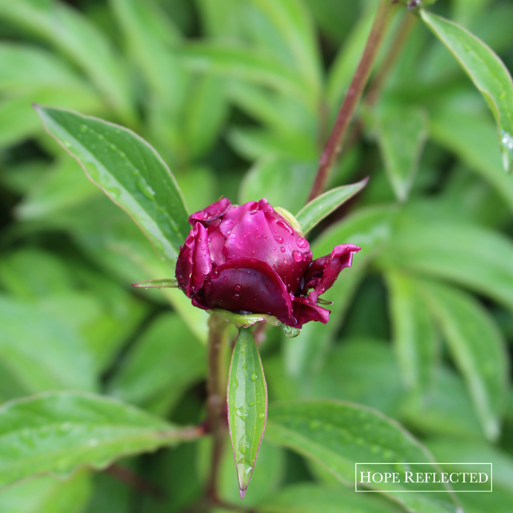 peonies peony plants gardening