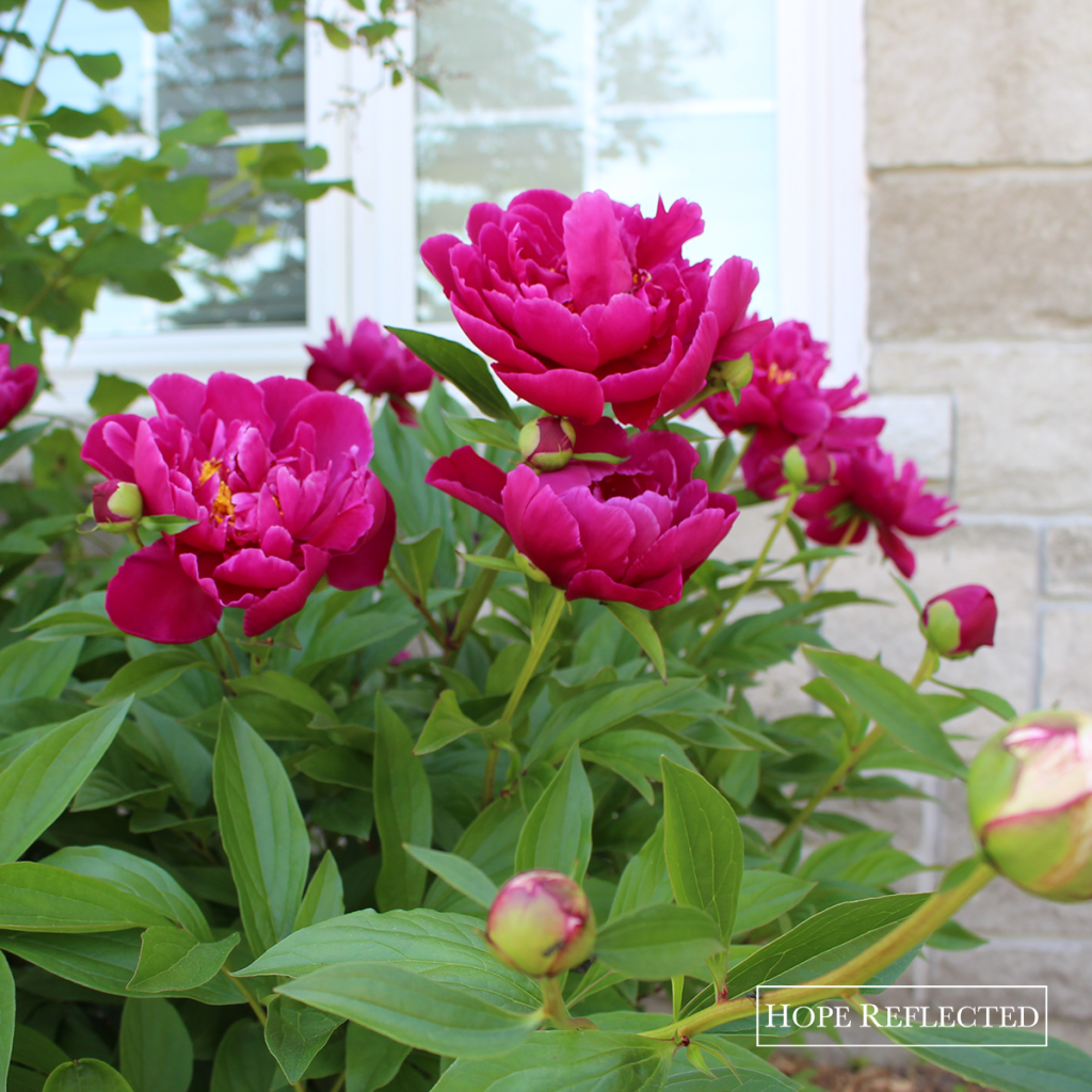 peonies peony plants gardening