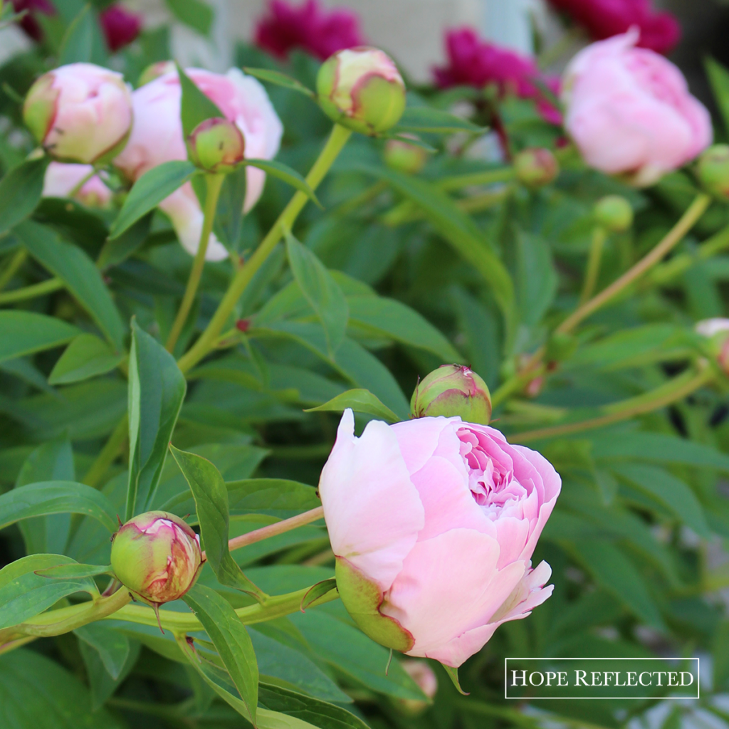 peonies peony plants gardening