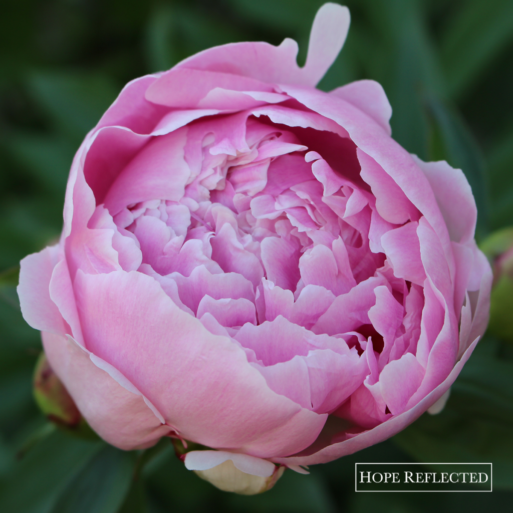 peonies peony plants gardening