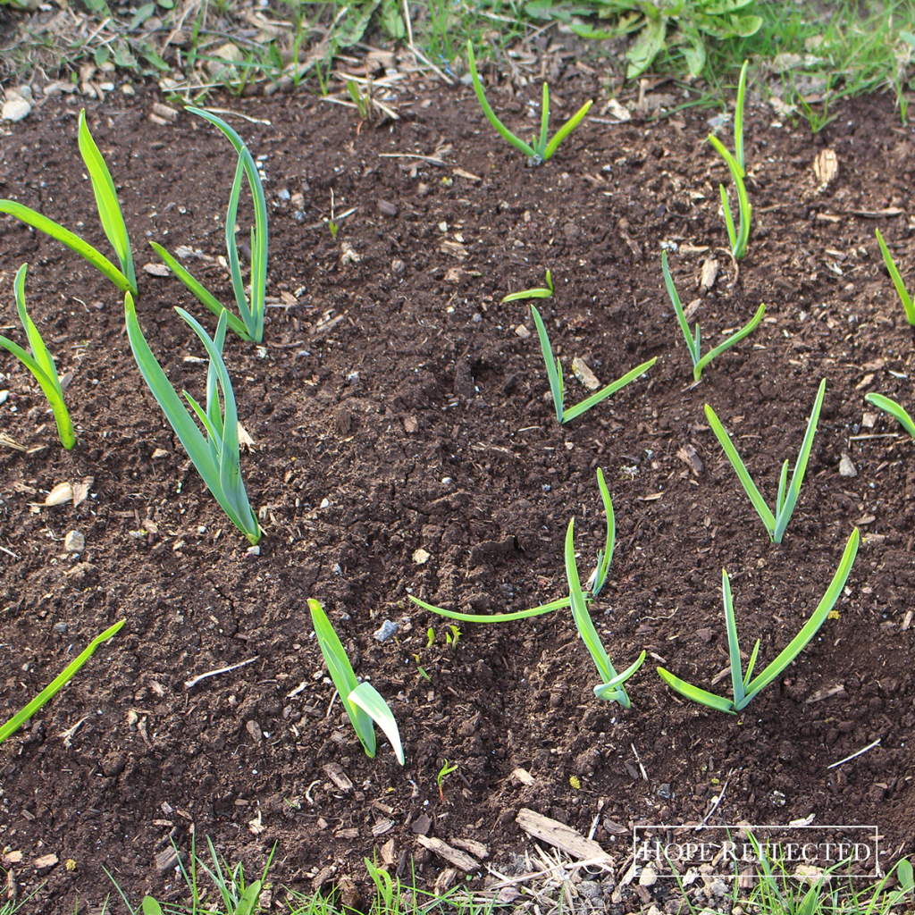 how to grow garlic growing garlic