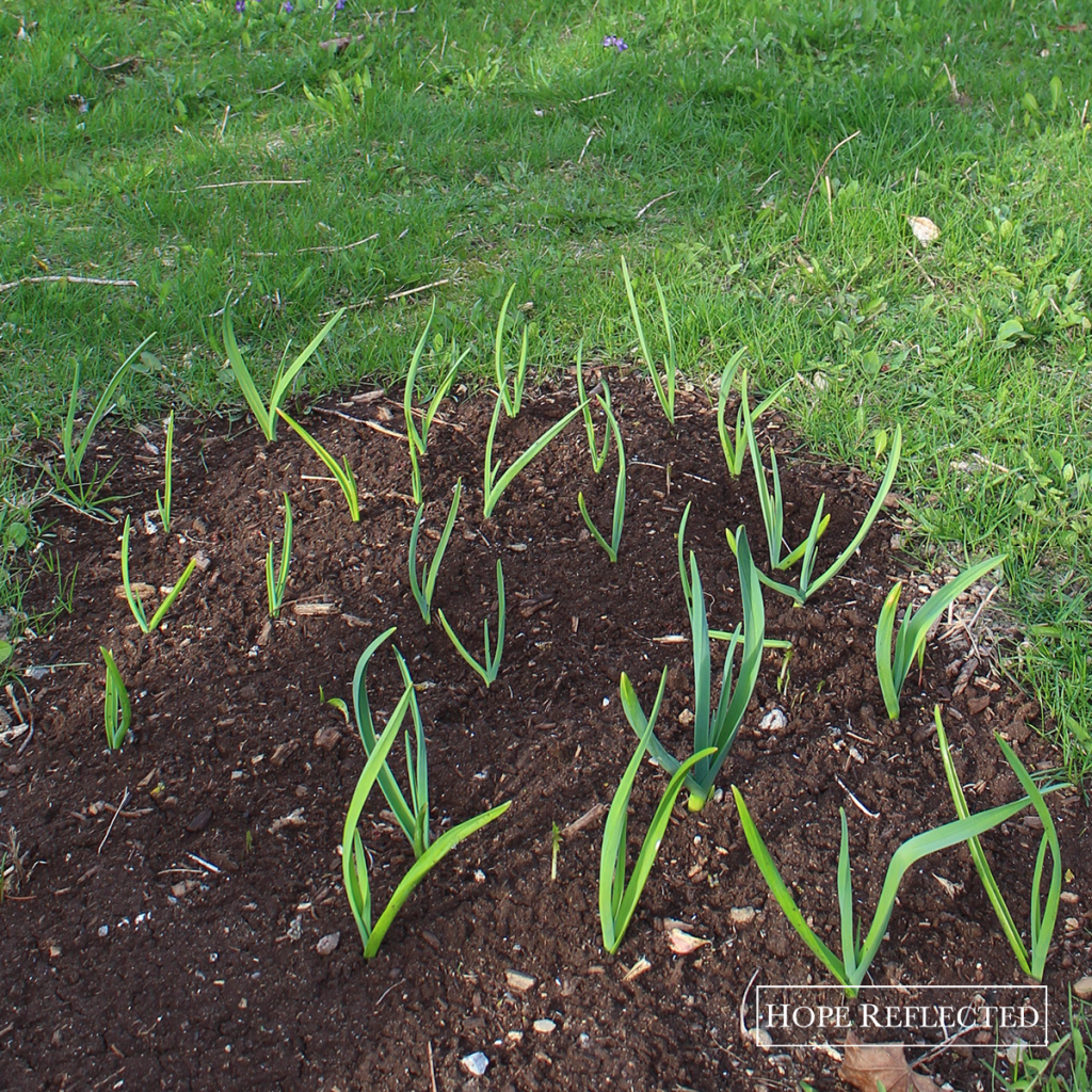 how to grow garlic growing garlic