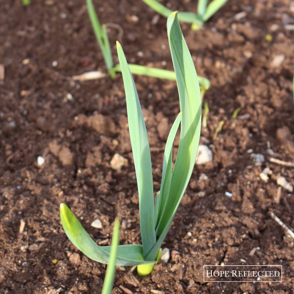 how to grow garlic growing garlic