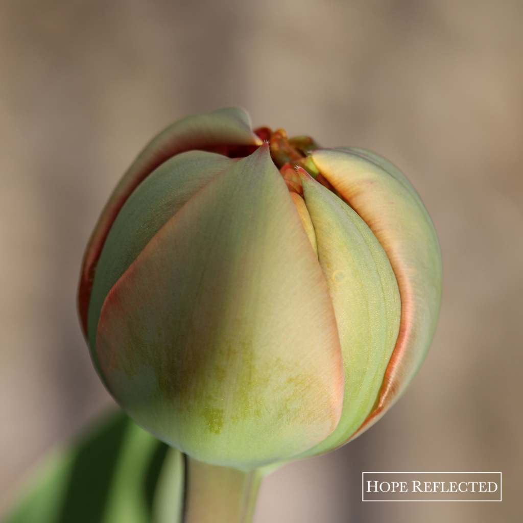 tulips double late tulips