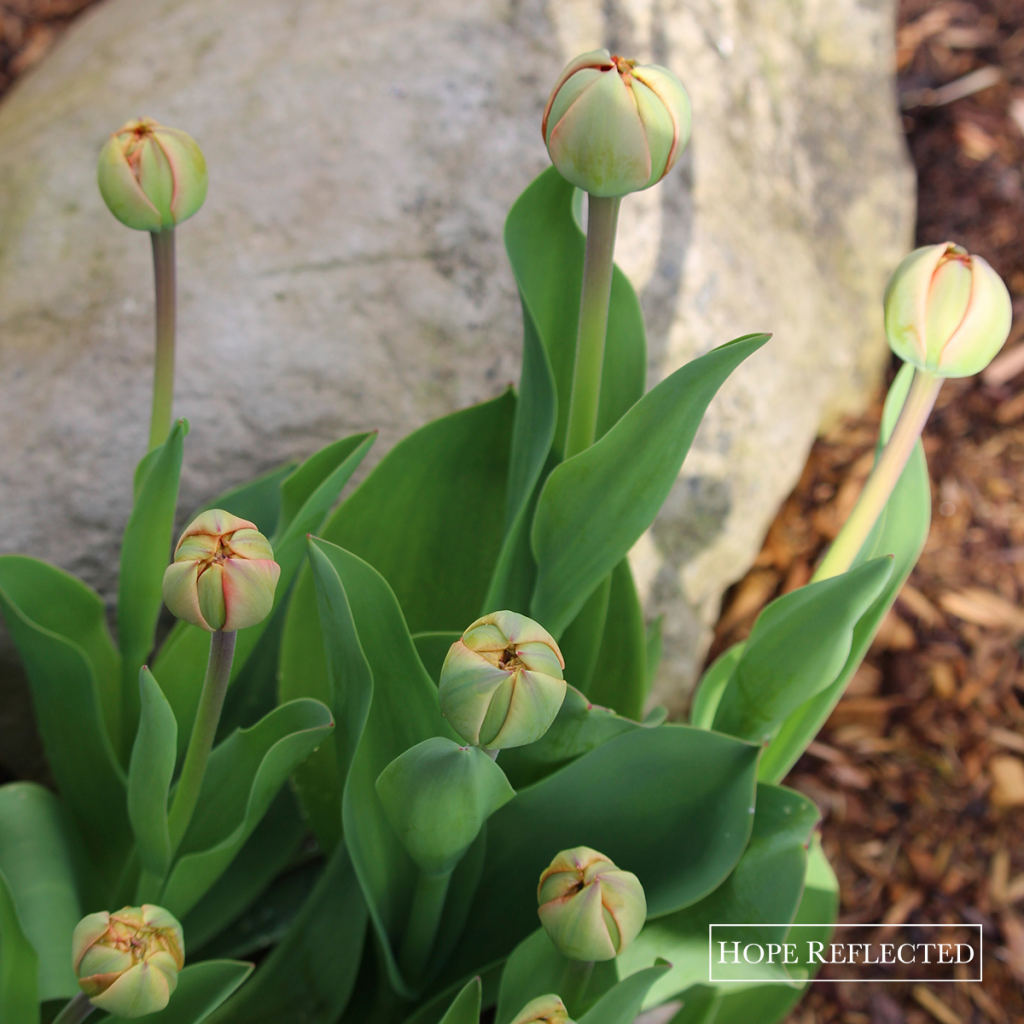 tulips double late tulips