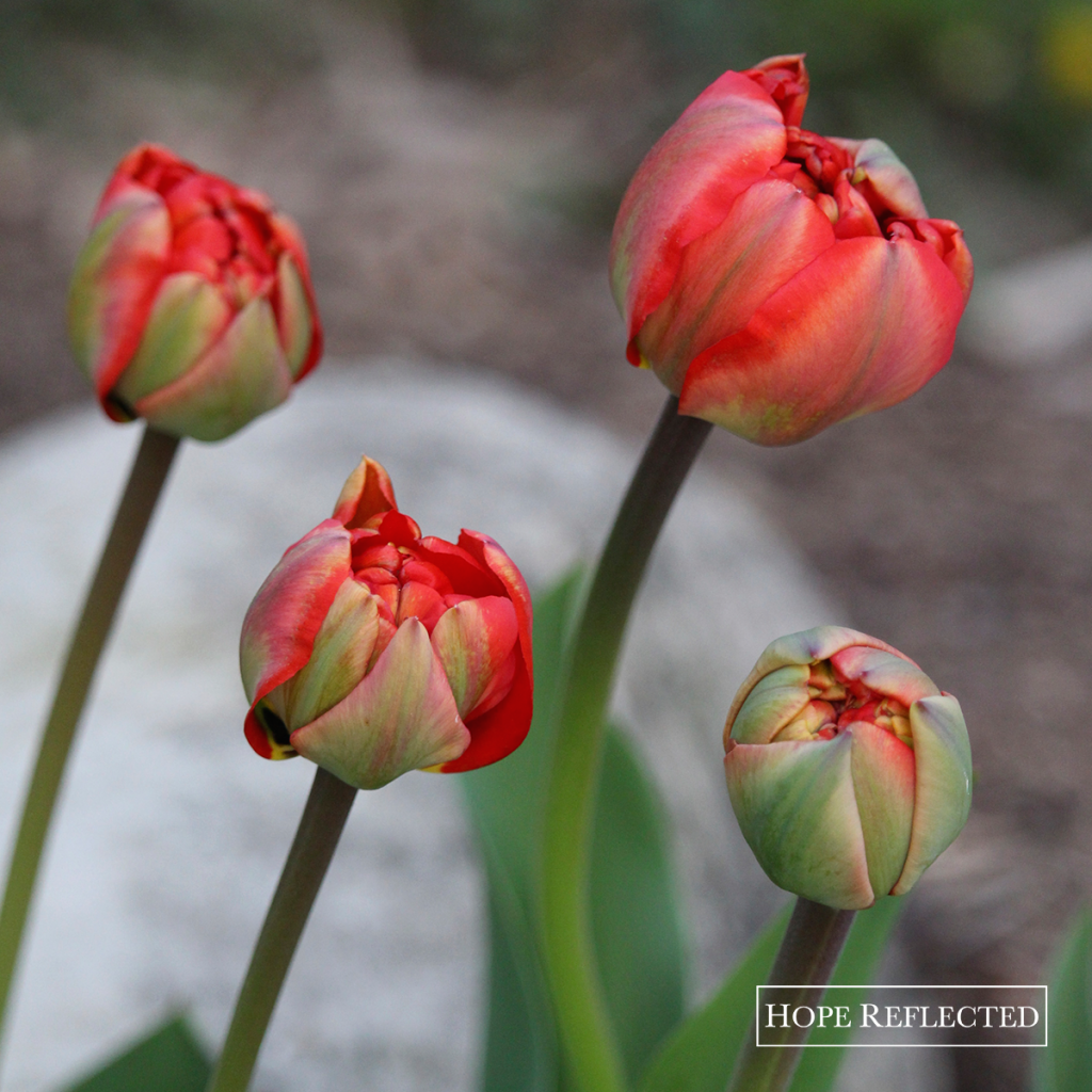 tulips double late tulips