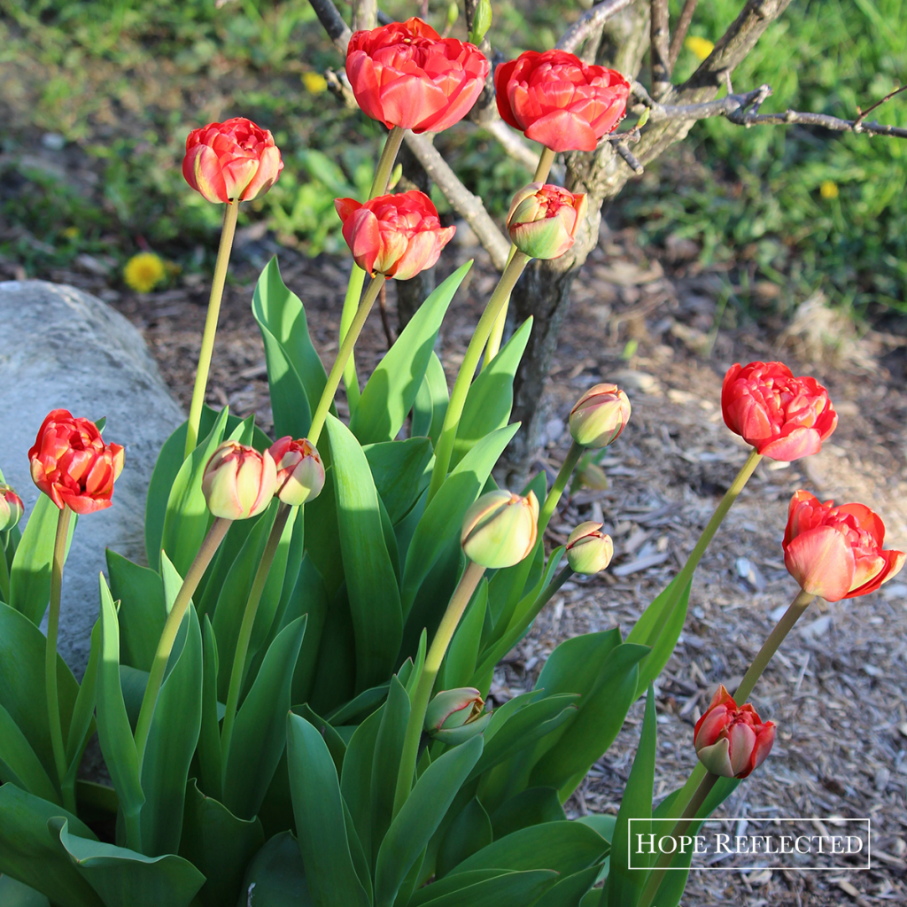 tulips double late tulips