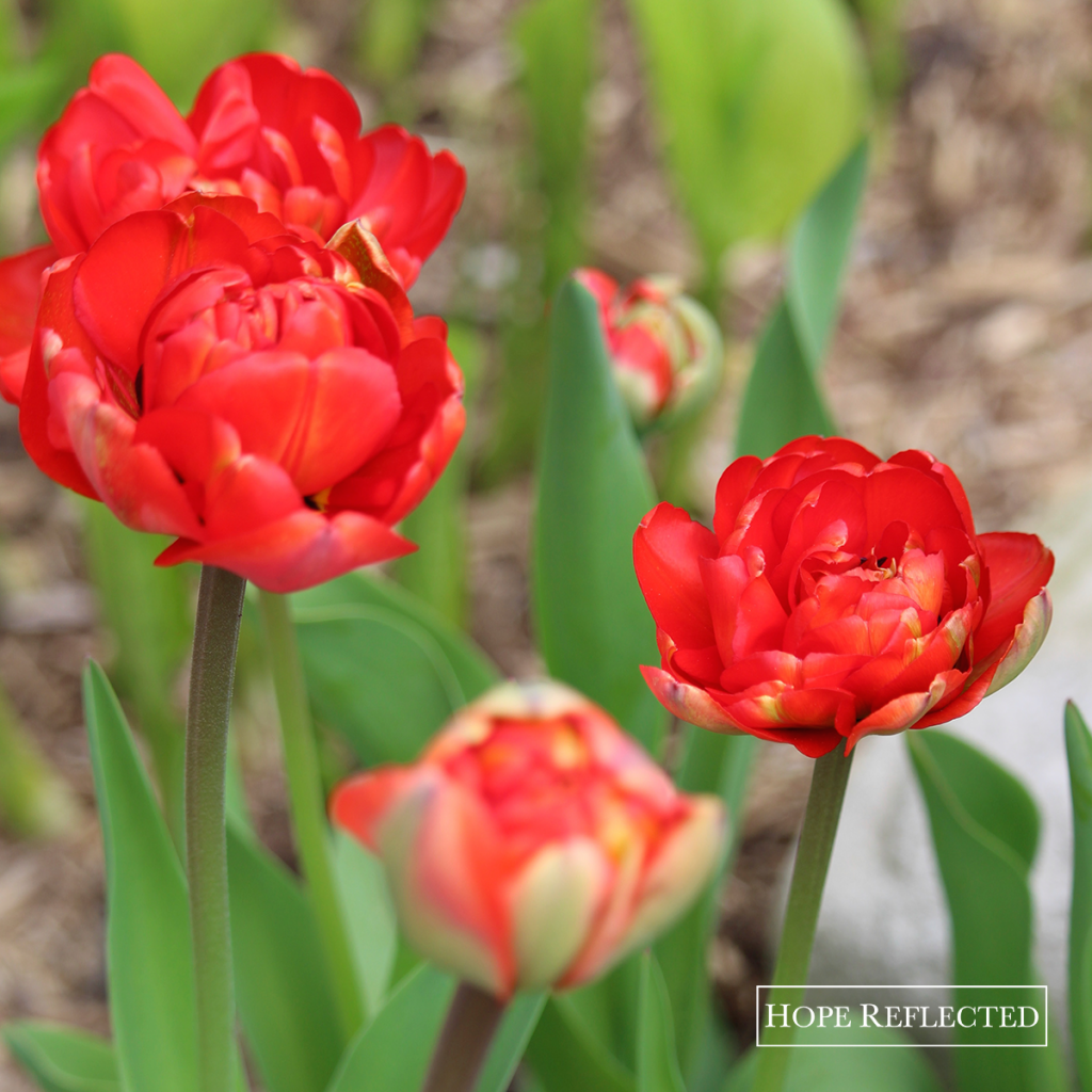 tulips double late tulips