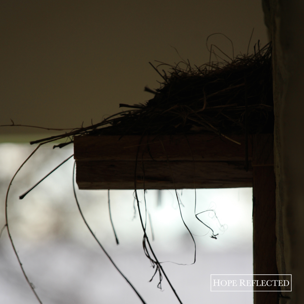 hope's how-to: robin's nesting shelf