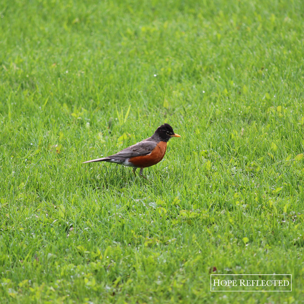 hope's how-to: Robins are nesting