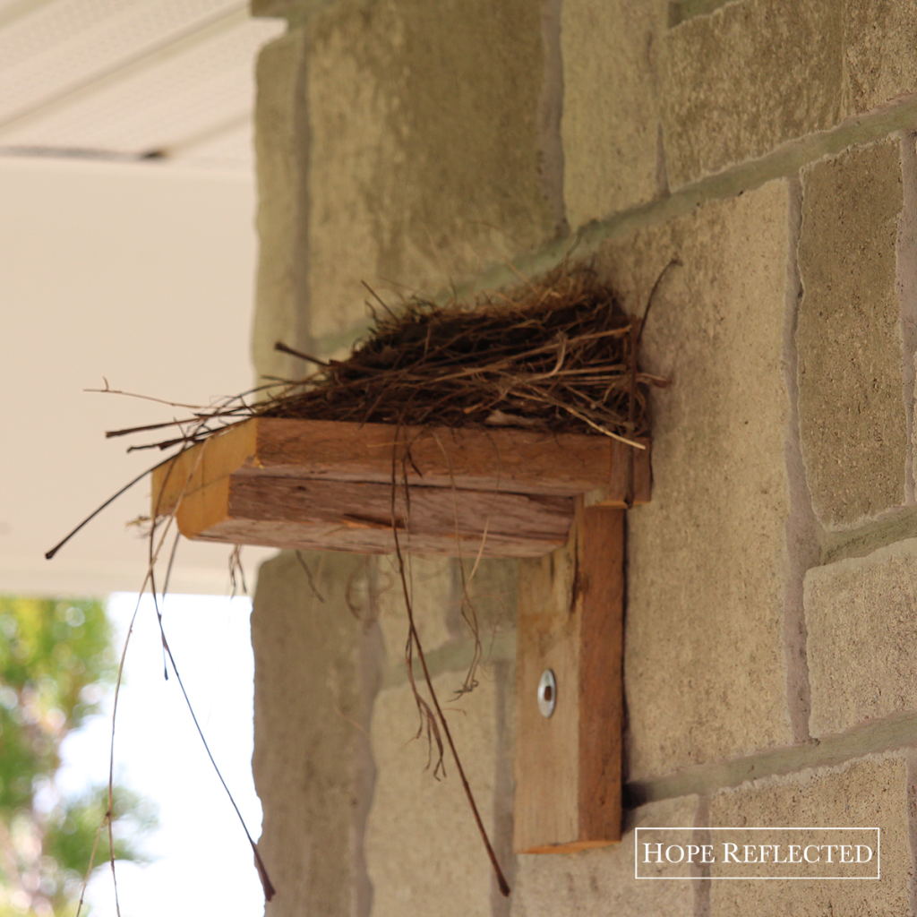 hope's how-to: robin's nesting shelf