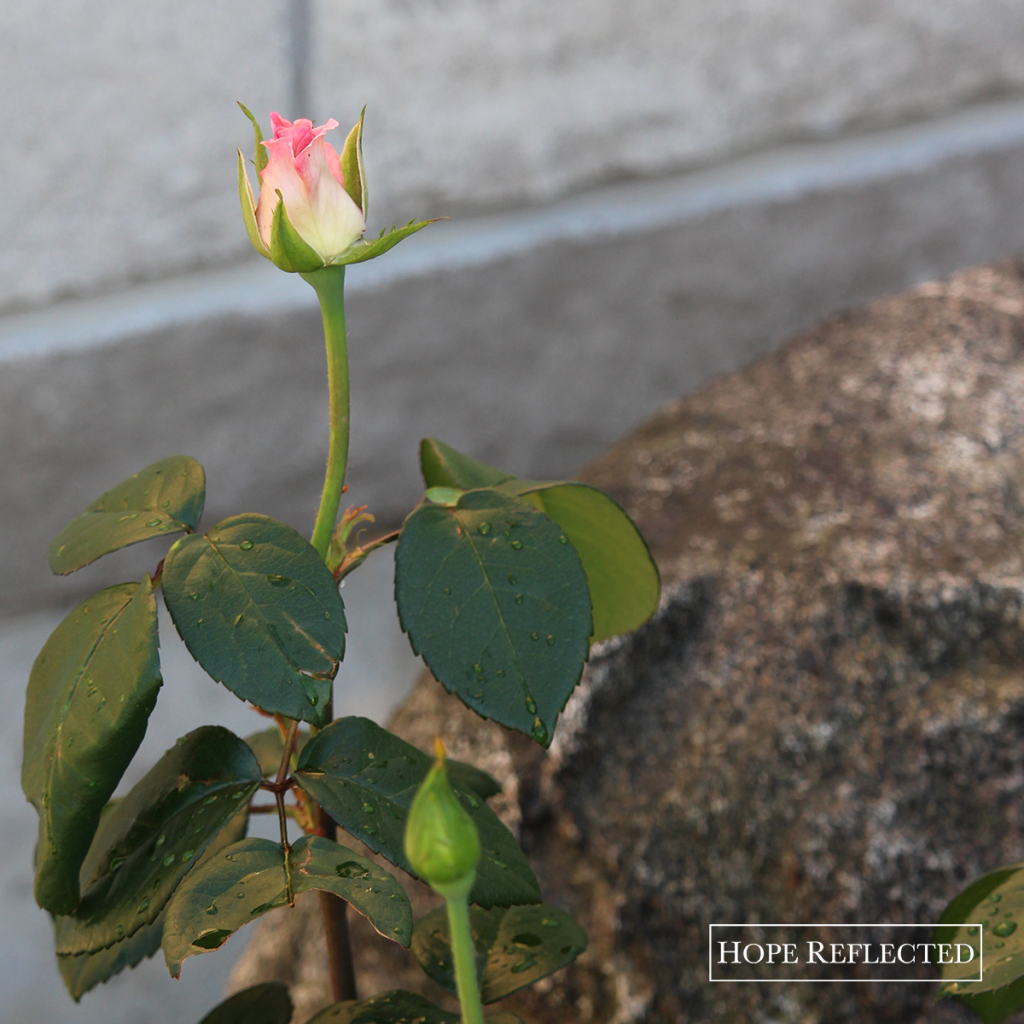 pink promise roses