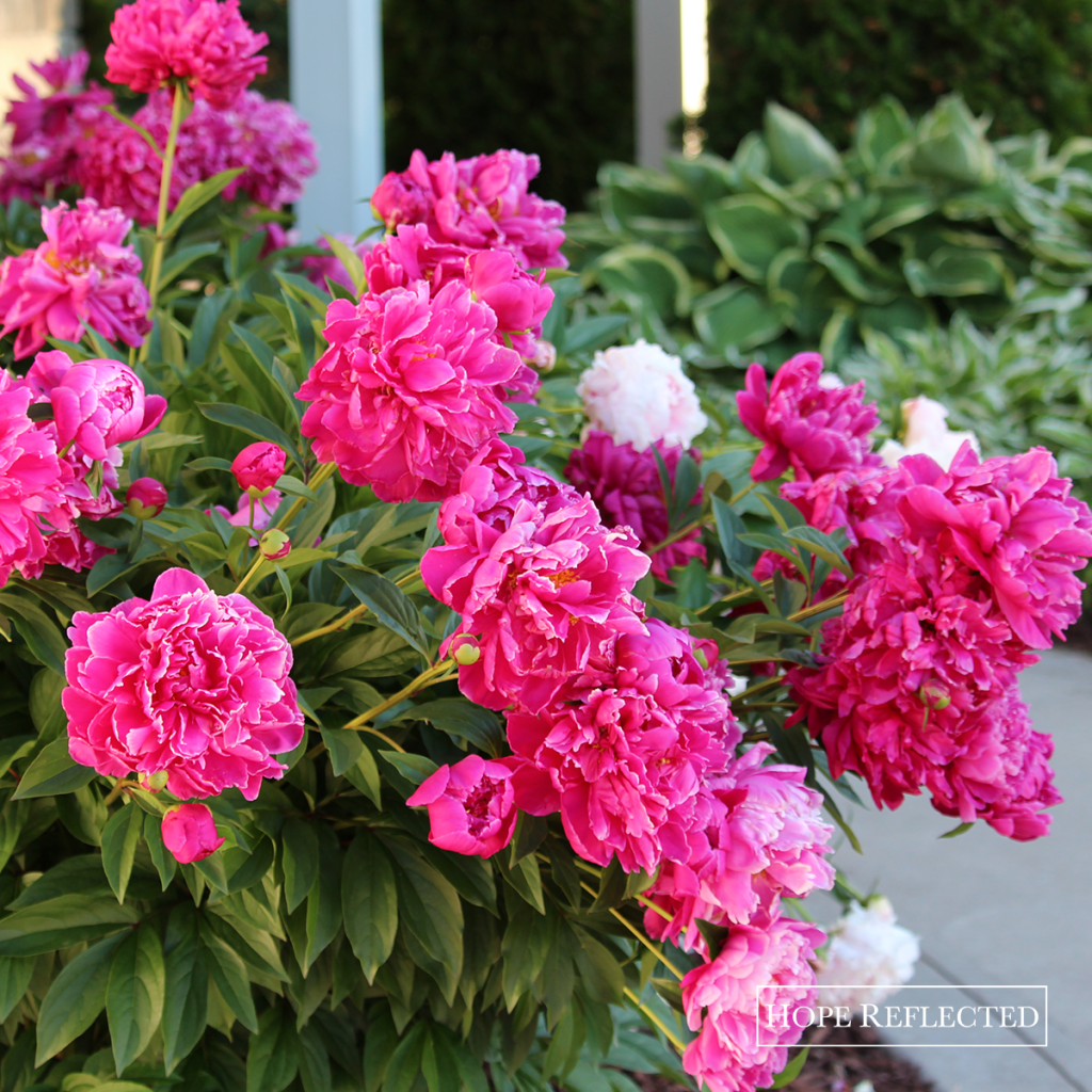 Gardening | Beautiful peonies | Best perennials | Hope Reflected