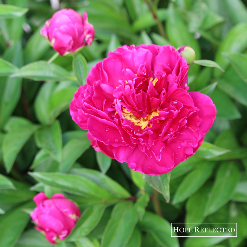 Gardening | Beautiful peonies | Best perennials | Hope Reflected