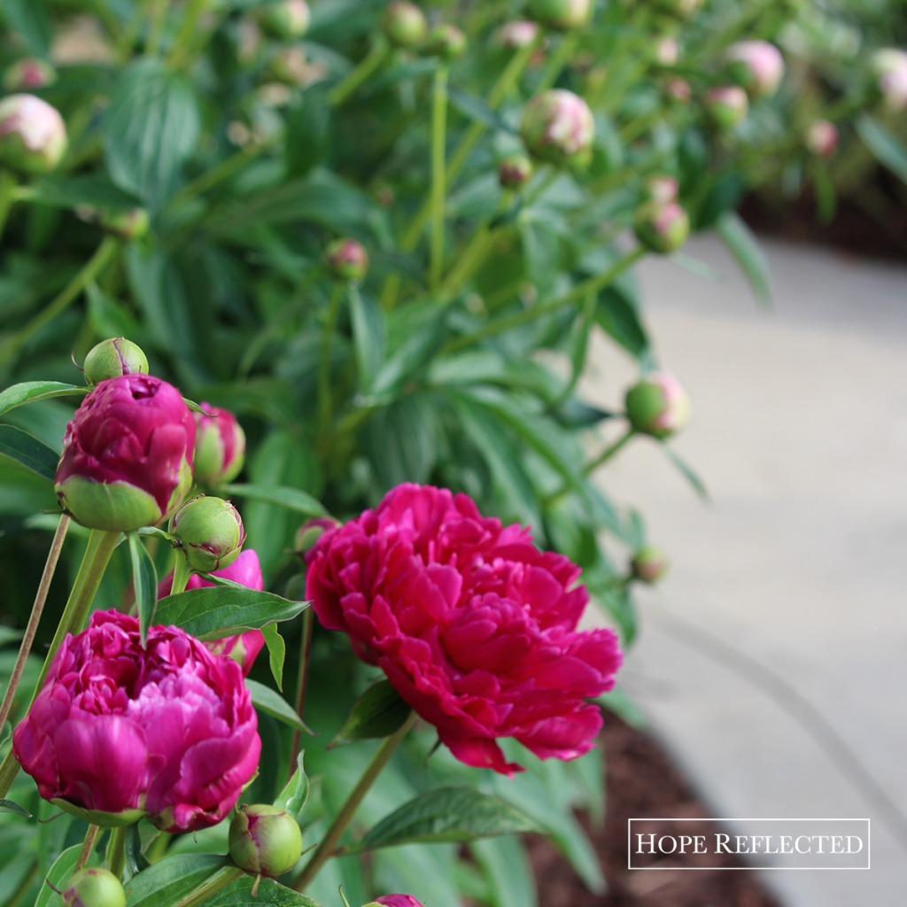 Gardening | Beautiful peonies | Best perennials | Hope Reflected