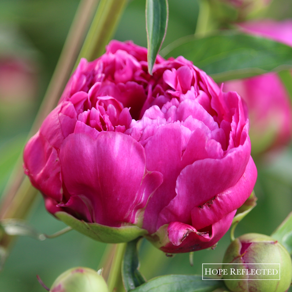 Gardening | Beautiful peonies | Best perennials | Hope Reflected