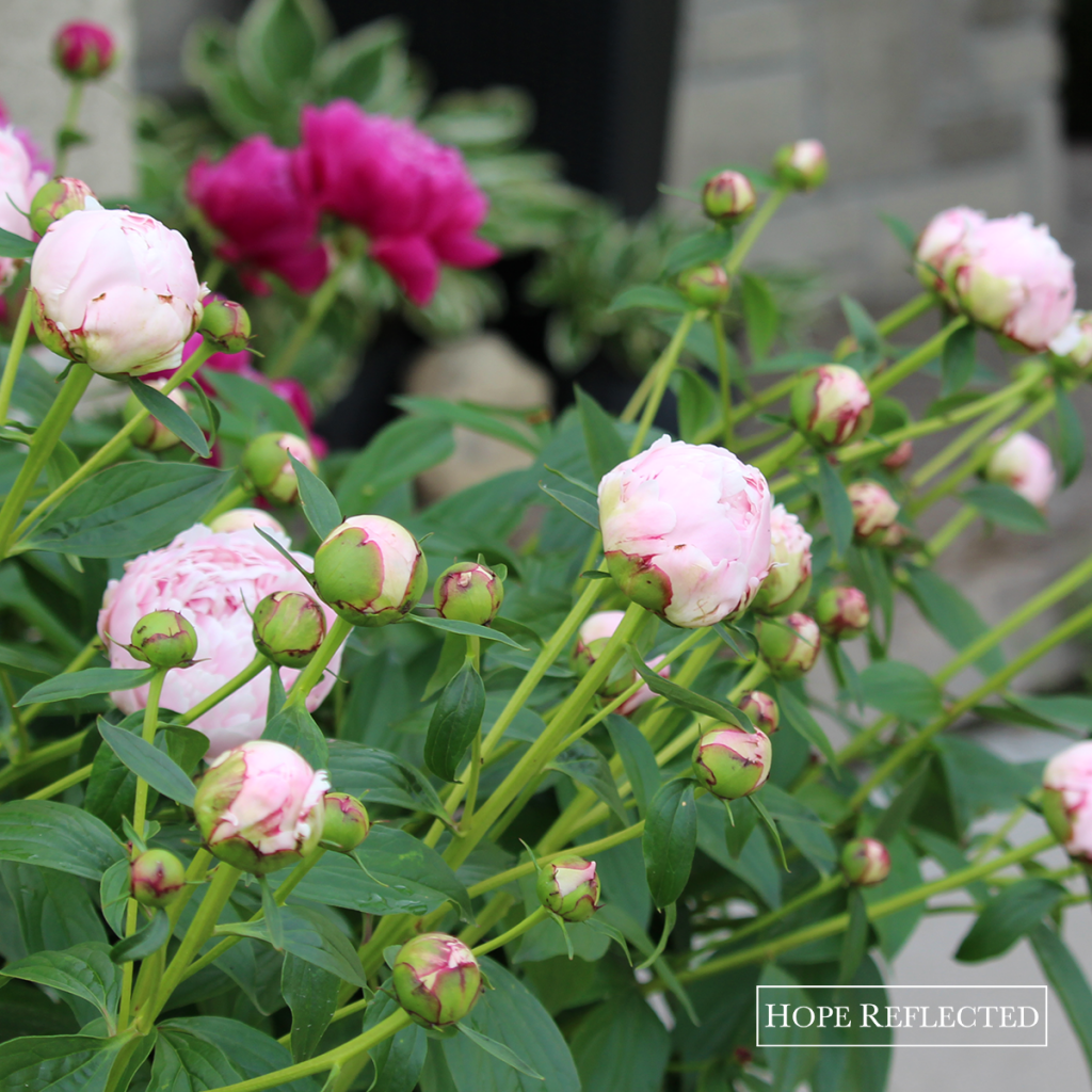 Gardening | Beautiful peonies | Best perennials | Hope Reflected