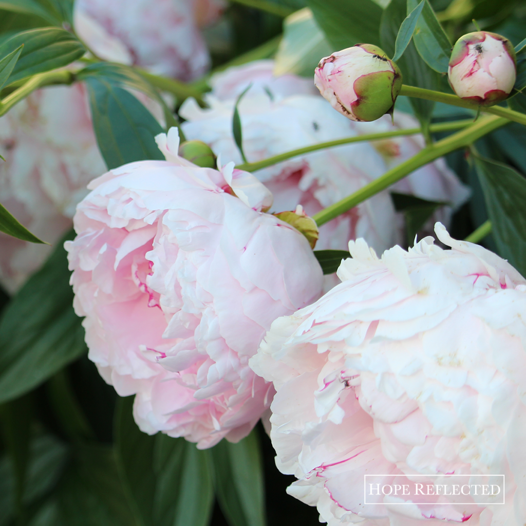 Gardening | Beautiful peonies | Best perennials | Hope Reflected