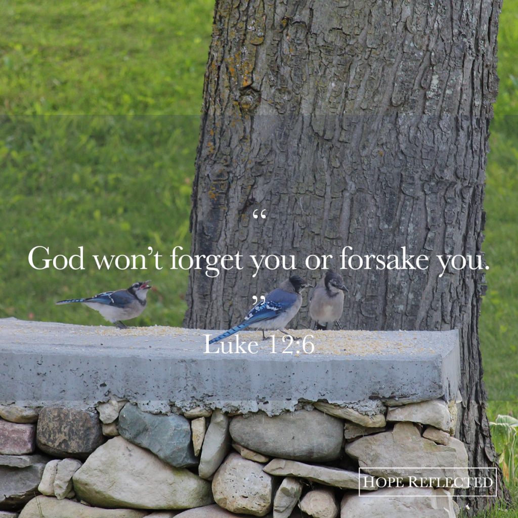God won't forget you or forsake you (Luke 12:6) | See more at hopereflected.com