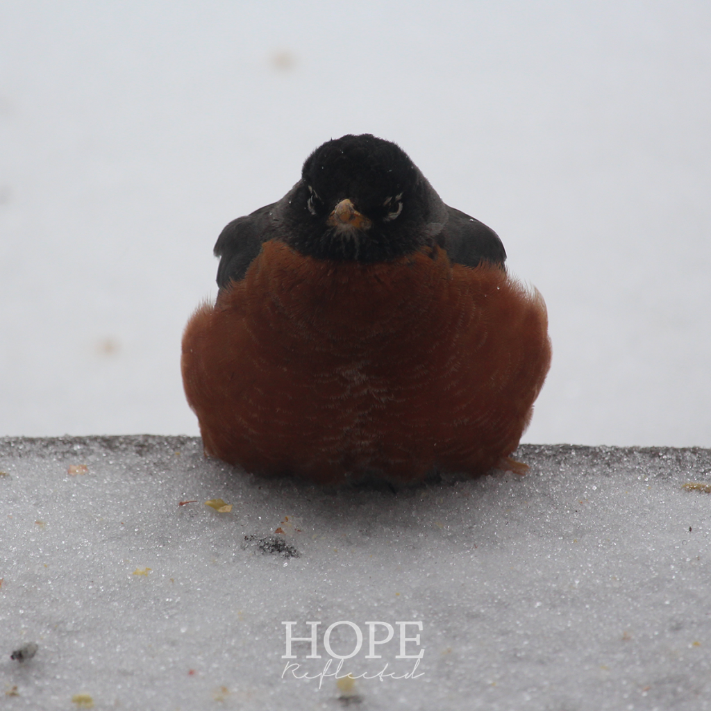 Tips for helping robins in winter | see more at hopereflected.com