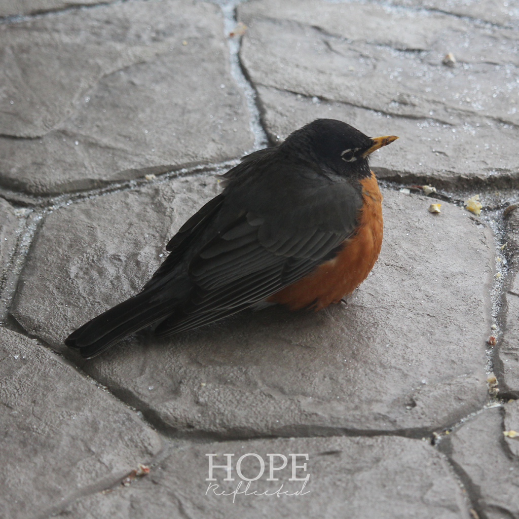 Tips for helping robins in winter | see more at hopereflected.com