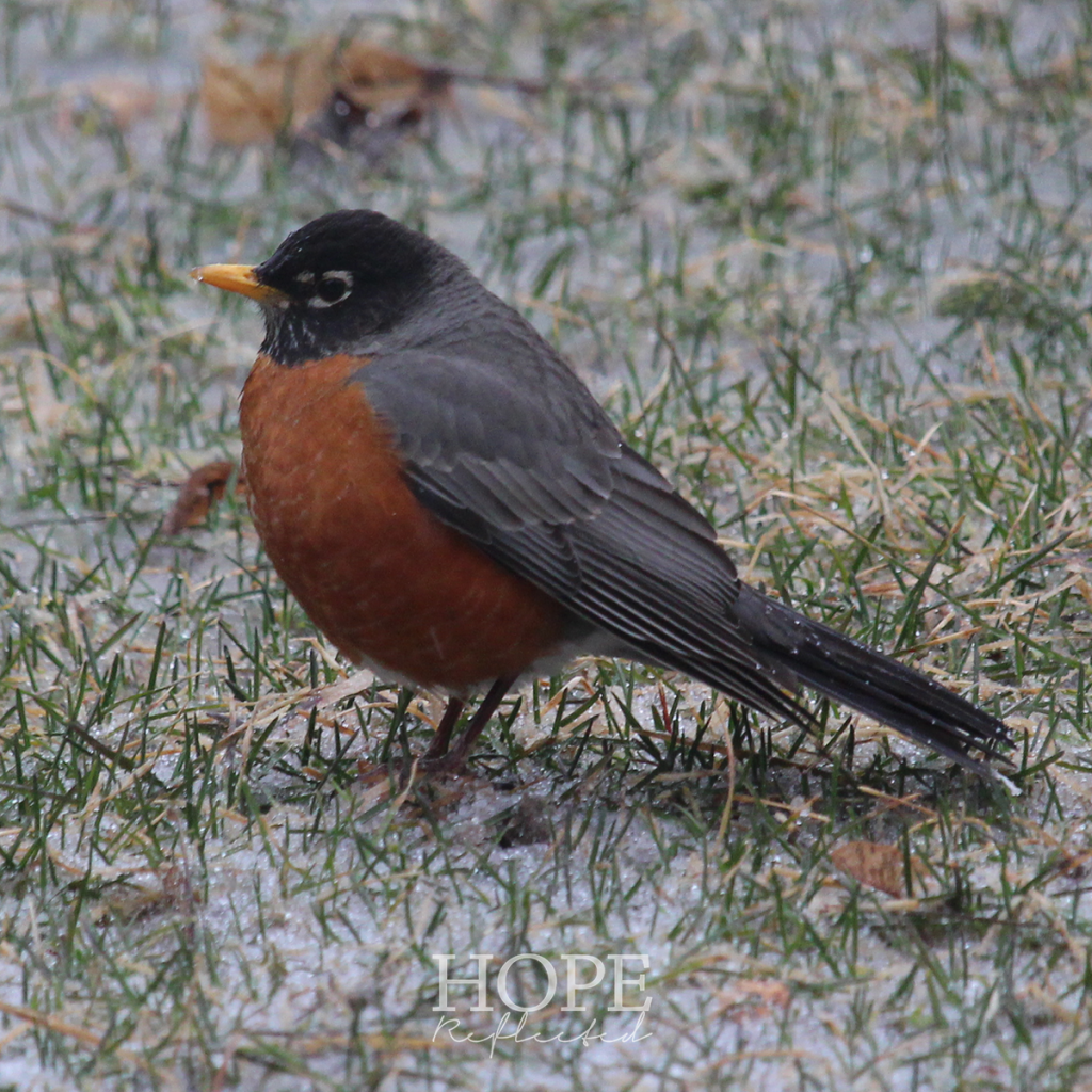 Tips for helping robins in winter | see more at hopereflected.com