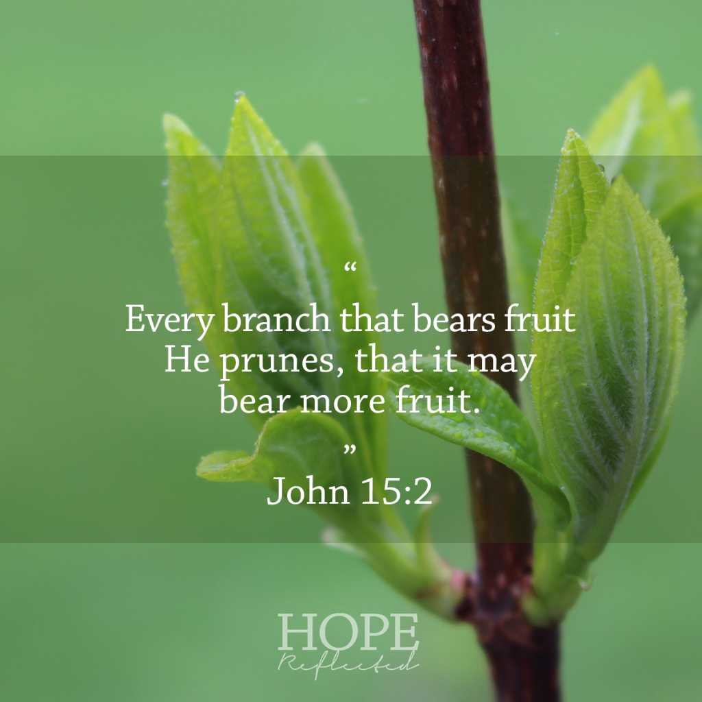 "Every branch that bears fruit He prunes, that it may bear more fruit." (John 15:2) The Purpose of Pruning | See more at hopereflected.com