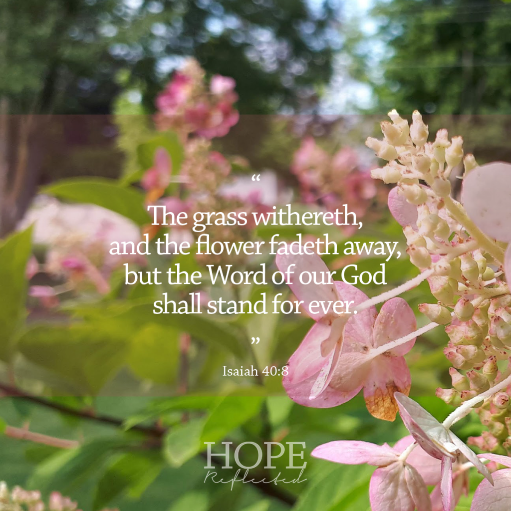 "The grass withereth, and the flower fadeth away, but the Word of our God shall stand for ever." (Isaiah 40:8) | Read more about the Infallible Word of God on hopereflected.com