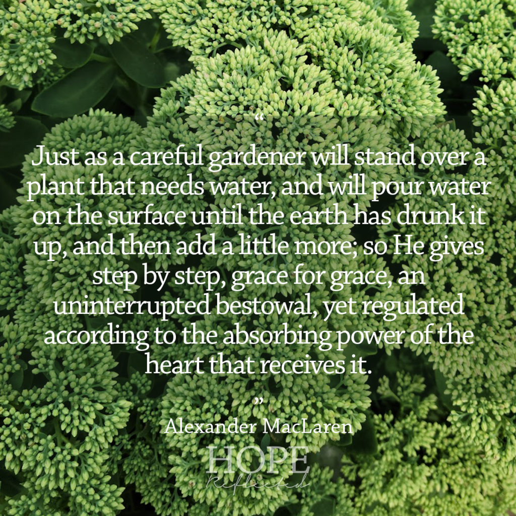 "Just as a careful gardener will stand over a plant that needs water, and will pour water on the surface until the earth has drunk it up, and then add a little more; so He gives step by step, grace for grace, an uninterrupted bestowal, yet regulated according to the absorbing power of the heart that receives it." Alexander MacLaren | Read more on hopereflected.com