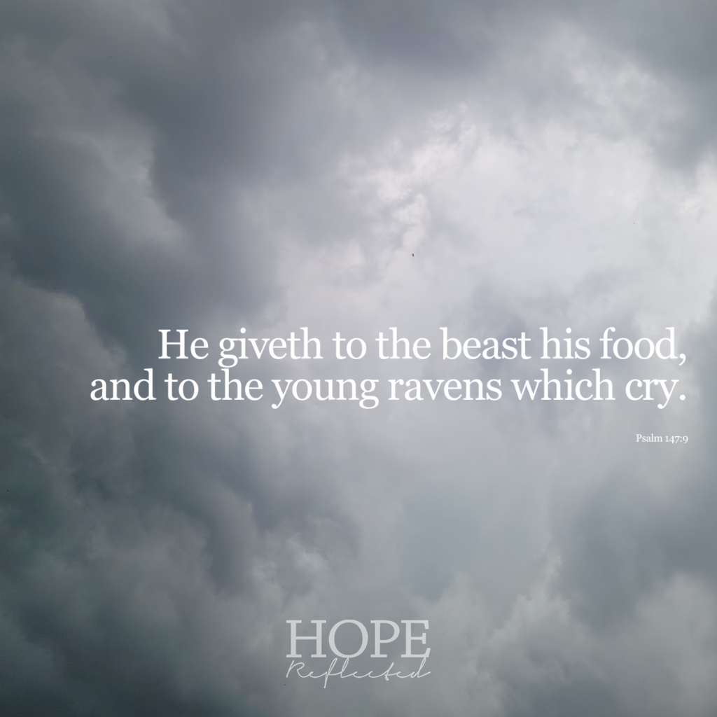 He giveth to the beast his food, and to the young ravens which cry. Psalm 147:9 | Read more about the significance of ravens on hopereflected.com