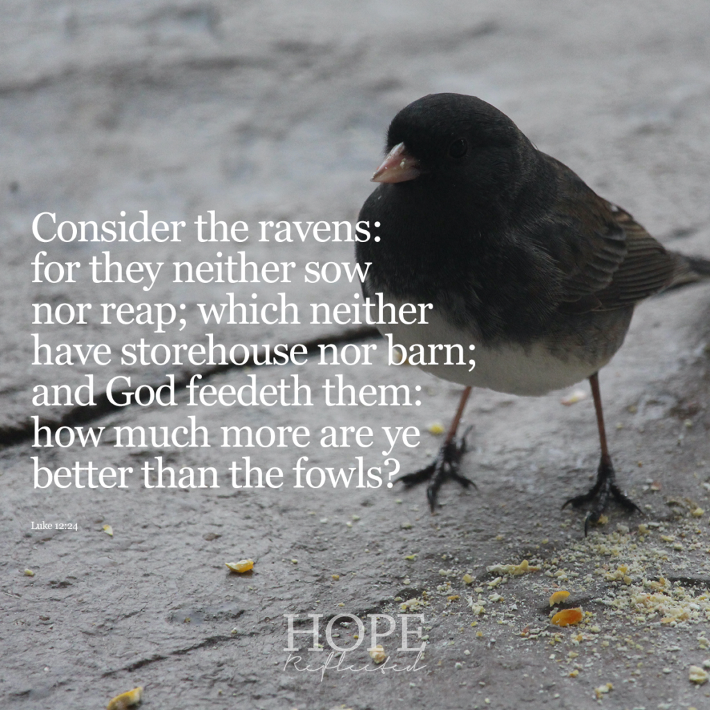 Consider the ravens: for they neither sow nor reap; which neither have storehouse nor barn; and God feedeth them: how much more are ye better than the fowls? Luke 12:24 | Read more at hopereflected.com