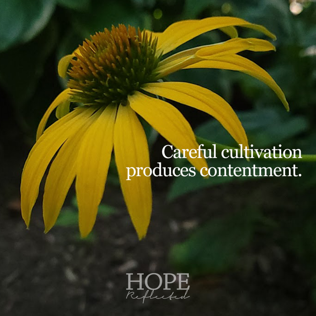 Careful cultivation produces contentment. Read more about learning how to be content on hopereflected.com